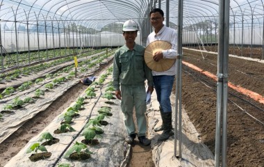 Koperasi Layanan Pembibitan Anak Thailand - Area Produksi Sayuran Aman, Umbi dan Buah